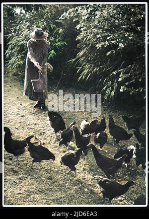 Une femme plus âgée dans une longue robe et un chapeau à large bord jette des poignées de nourriture de poulet sur le sol pour les poulets à peck et à gratter dans la paille version colorisée de : 10085224 Date: Vers 1930s Banque D'Images