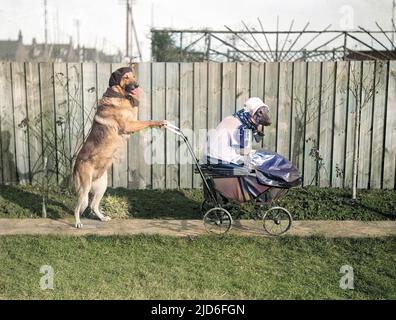 Deux des chiens de berger allemands (alsaciens) de Mme L. Goodwin, à Margate, Kent, en Angleterre, se déguèrent en une nounou poussant un bébé dans un pram! Version colorisée de : 10165236 Date : début 1930s Banque D'Images