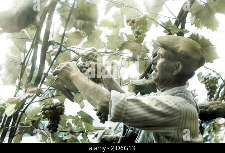 Un homme qui récolte des raisins, les coupe des vignes royales à Hampton court, en Angleterre. Version colorisée de : 10167541 Date : début 1930s Banque D'Images