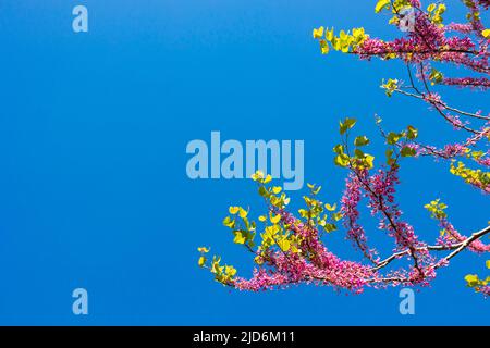 Arbre de Judas ou branches de cerdis siliquastrum isolées sur fond bleu ciel. Photo d'arrière-plan de la nature ou de la fleur de printemps. Banque D'Images