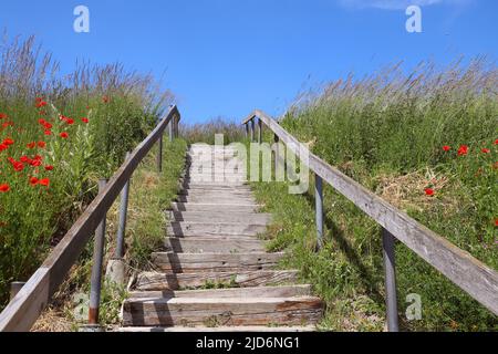 Un escalier en bois menant vers le haut de la colline surronté par des coquelicots. Banque D'Images