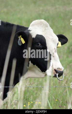 Portrait d'un impressionnant taureau frison Holstein sur un pré allemand en Frise orientale. Banque D'Images