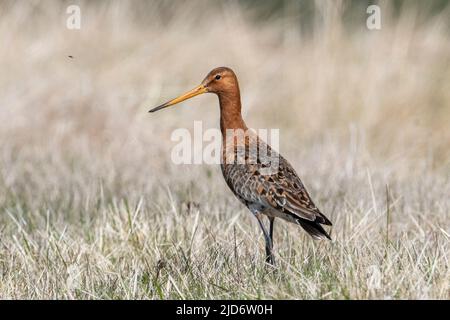 Godoul à queue noire (Limosa limosa islandica) en plumage d'été en Islande. Banque D'Images