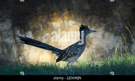 Roadrunner debout dans la lumière contre une colline Banque D'Images