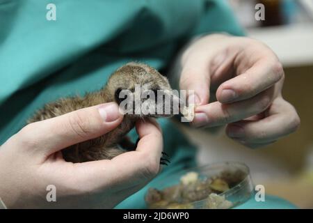 Un vétérinaire nourrit un bébé meerkat, que la mère a refusé. Gros plan de l'alimentation manuelle. Photo de haute qualité Banque D'Images