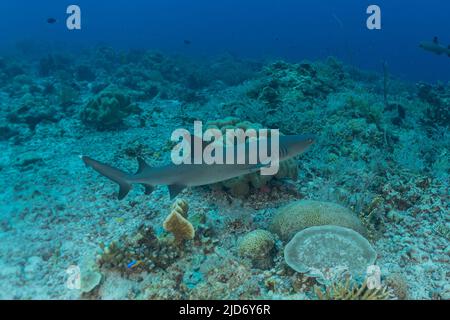 Nage de requins au parc national du récif de tubbataha Philippines Banque D'Images