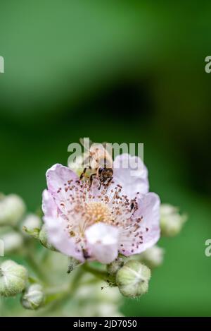 Gros plan d'une abeille sur une fleur de blackberry avec un arrière-plan vert flou Banque D'Images