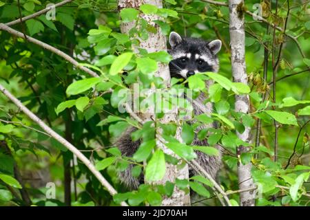 Un raton laveur tient sur un petit arbre tronquant tout en regardant à travers les feuilles de printemps vertes Banque D'Images