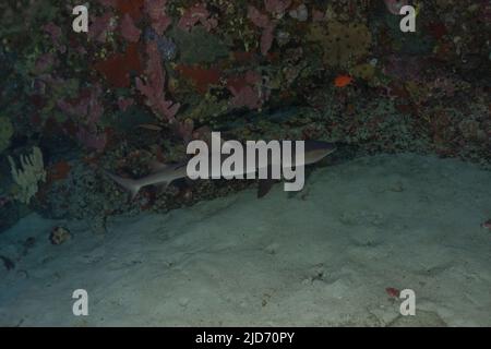 Nage de requins au parc national du récif de tubbataha Philippines Banque D'Images