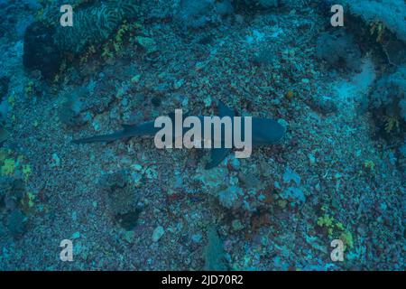 Nage de requins au parc national du récif de tubbataha Philippines Banque D'Images