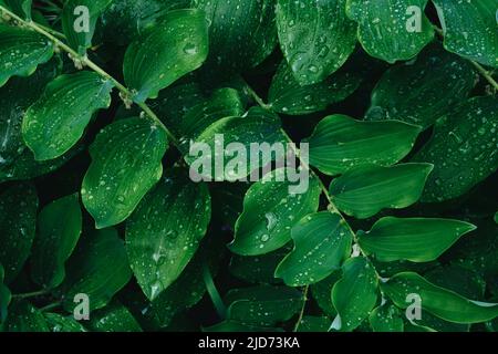 Fond de texture de feuilles vertes. Fond naturel de feuillage vert de phoque Solomon dans le jardin de printemps. Polygonatum odoratum - nom latin de la plante. Banque D'Images