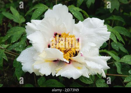 Belle fleur de pivoine d'arbre. Pivoine de la variété GUI Fu Ren suffruticosa. Banque D'Images