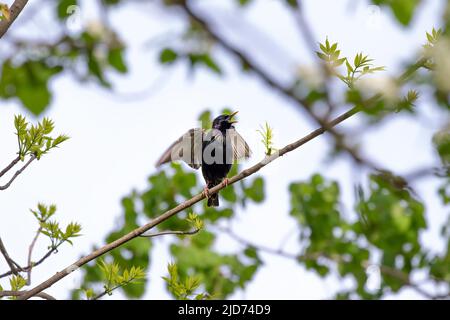 Starling européen (Sturnus vulgaris). Oiseau. Chaque printemps, des étoiles européennes nichent dans les arbres des parcs de la ville. Scène naturelle du Wisconsin. Banque D'Images