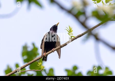 Starling européen (Sturnus vulgaris). Oiseau. Chaque printemps, des étoiles européennes nichent dans les arbres des parcs de la ville. Scène naturelle du Wisconsin. Banque D'Images