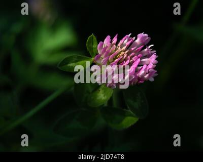 Fleur alpine Trifolium pratense (trèfle rouge) à 1700 m d'altitude. Au coucher du soleil, les derniers rayons du soleil éclairent la fleur. Banque D'Images