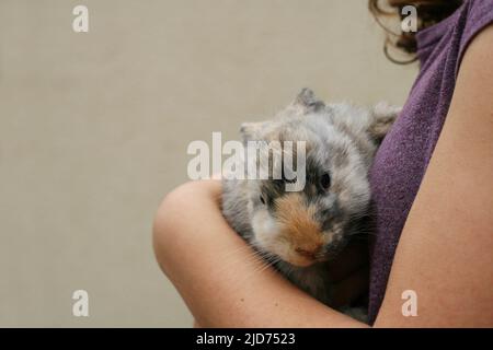 Une adolescente tient un joli lapin moelleux dans ses bras. La fille s'occupe de son lapin ami. Amis avec le lapin de Pâques. Banque D'Images