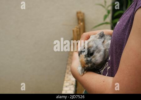 Une adolescente tient un joli lapin moelleux dans ses bras. La fille s'occupe de son lapin ami. Amis avec le lapin de Pâques. Banque D'Images