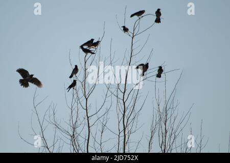 Corneilles dans l'arbre. Oiseaux noirs. Les corneilles reposent sur des branches. Vol d'oiseau. Banque D'Images