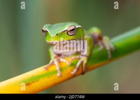 Grenouille verte australienne (Litoria phyllochroma) Banque D'Images