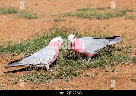 Galah rose et gris, mâle (R) et femelle Banque D'Images