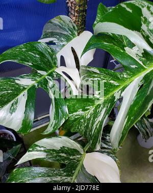 Belles feuilles de Monstera Albo Borsigiana, une plante tropicale populaire Banque D'Images