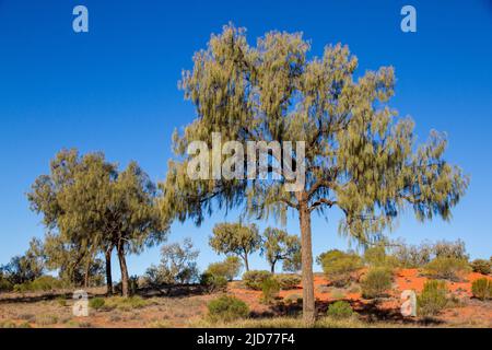 Australian Desert Oak Trees Australie centrale Banque D'Images