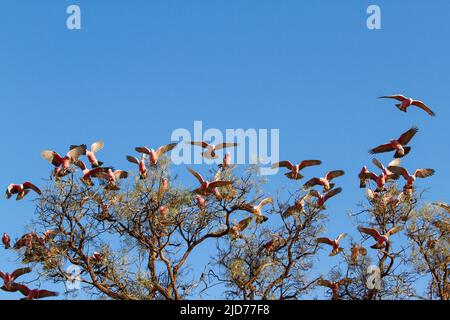 Galah rose et gris perchée dans un arbre Banque D'Images