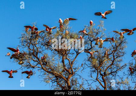 Galah rose et gris perchée dans un arbre Banque D'Images