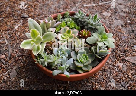 mini jardin de variété de succulents dans une casserole Banque D'Images