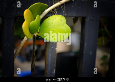 Goutte d'eau sur la feuille de Hoya kerrii ou fond de feuille de coeur Lucky , concept d'amour et de Saint Valentin Banque D'Images