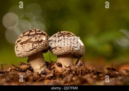 Amanita excelsa, également connue sous le nom d'amanita, est une espèce de champignon agarique de la famille des Amanitaceae. Banque D'Images