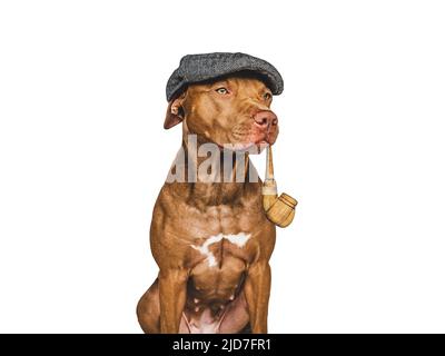 Adorable, joli chien brun et pipe à fumer. Gros plan, intérieur. Arrière-plan isolé. Concept de soins pour animaux Banque D'Images