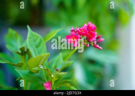 Un petit bouquet rouge de fleurs sur une branche verte, gros plan Banque D'Images