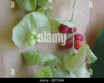 Détail de la vigne de glace d'Abuta (Cissampelos pareira) avec des fruits et des fleurs Banque D'Images