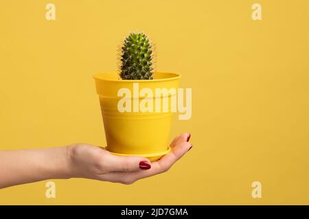 Profil vue latérale gros plan de la main de femme tenant cactus dans pot, montrant la plante verte. Studio d'intérieur isolé sur fond jaune. Banque D'Images