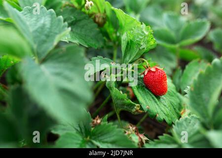 Fraises rouges sur feuilles vertes. Arrière-plan flou. Macro. Jardin, floriculture de jardin, agriculture Banque D'Images