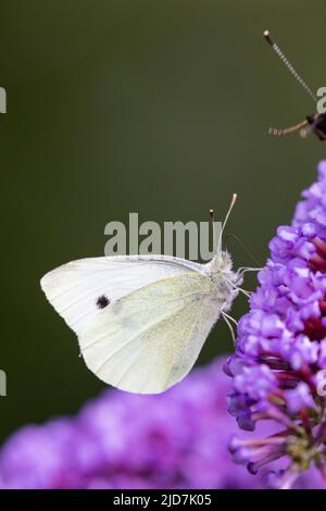 Petit papillon blanc [ Pieris rapae ] sur la fleur de Buddleia Banque D'Images