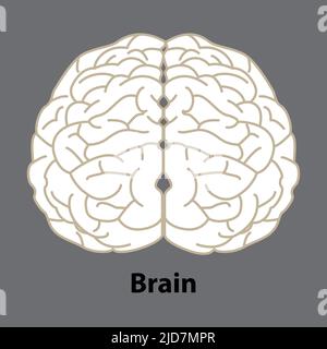 Cerveau humain. Organe interne, anatomie. Illustration d'icône de dessin animé vectoriel plate isolée sur fond blanc. Illustration de Vecteur