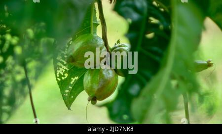 Dans la forêt il y a des fruits étranges, la nature donne aux gens de nouvelles choses Banque D'Images