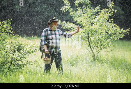 Vieux marchant sous la pluie. Grand-père pensionné. Champignons de randonnée senior dans la forêt pluvieuse. Sélecteur de champignons. Bolete en mousse dans la forêt. Banque D'Images