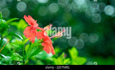 Les fleurs colorées fleurissent quand il est lumineux dans mon jardin Banque D'Images