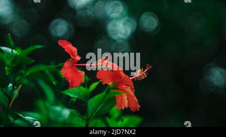 Les fleurs colorées fleurissent quand il est lumineux dans mon jardin Banque D'Images