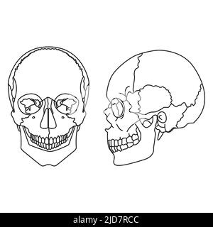 crâne humain avec mâchoire inférieure. vue avant et latérale Illustration de Vecteur