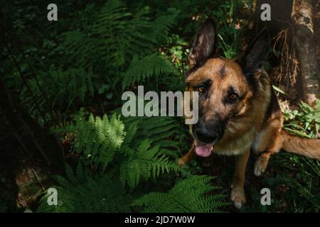 En été, le chien est assis dans une forêt de grandes feuilles de fougères vertes. Le berger allemand sur la promenade dans le bois pose et attend pour le plaisir. Vue portrait en gros plan depuis la vue de l'Abov Banque D'Images