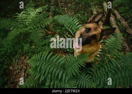 Le berger allemand sur la promenade dans le bois pose et attend pour le plaisir. Vue portrait en gros plan par le dessus. Tête inclinée et écoute attentivement. Chien assis dans la forêt Banque D'Images