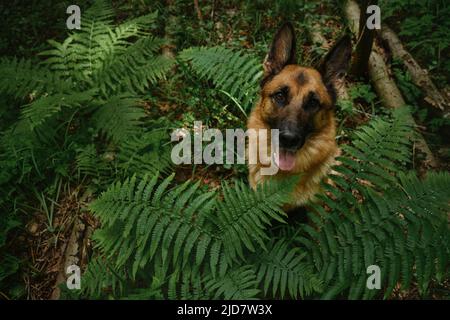 En été, le chien est assis dans une forêt de grandes feuilles de fougères vertes. Le berger allemand sur la promenade dans le bois pose et attend pour le plaisir. Vue portrait en gros plan depuis la vue de l'Abov Banque D'Images