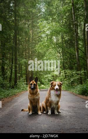 Le chiot australien et le berger allemand adulte s'assoient côte à côte sur la route forestière en été et posent avec des langues pendante. Deux chiens dans une forêt verte mixte Banque D'Images