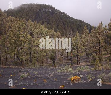 La Palma, paysages le long de la longue route populaire de randonnée Ruta de Los Volcans, allant le long de la crête de l'île d'El Paso à Fuencaliente Banque D'Images