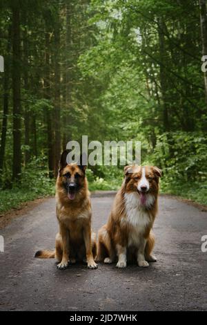 Le chiot australien et le berger allemand adulte s'assoient côte à côte sur la route forestière en été et posent avec des langues pendante. Deux chiens dans une forêt verte mixte Banque D'Images