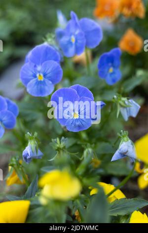 Fleur de Pansy. Fleurs de Viola multicolores plantées près du tronc d'un arbre. Heartsease ou Violet est un genre de plantes à fleurs de la famille des violettes Banque D'Images